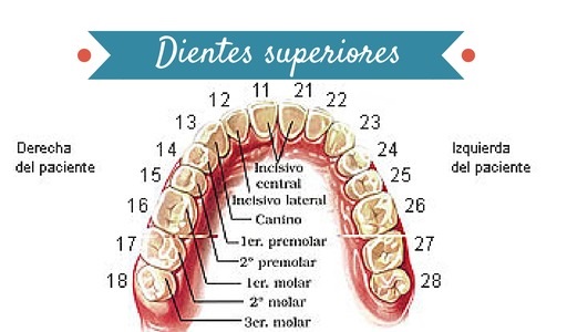 Las Piezas Dentales Tienen Su Propio N mero
